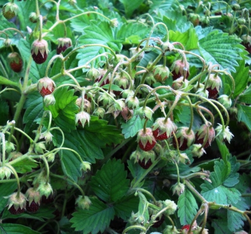 Клубника Вилма