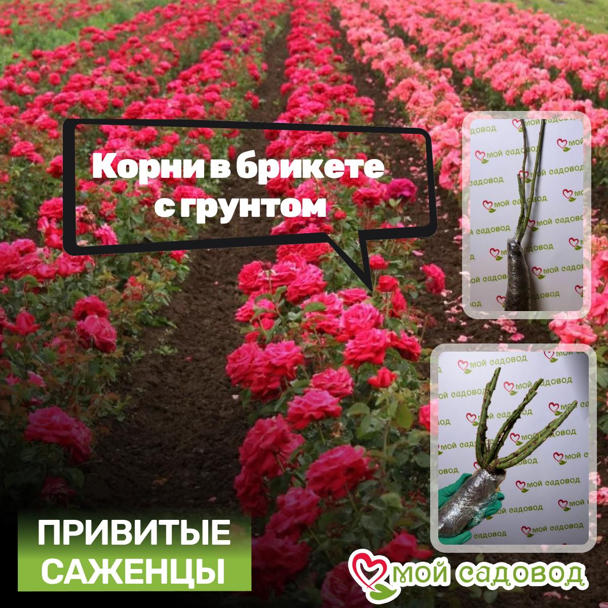 Роза Миднайт Блю