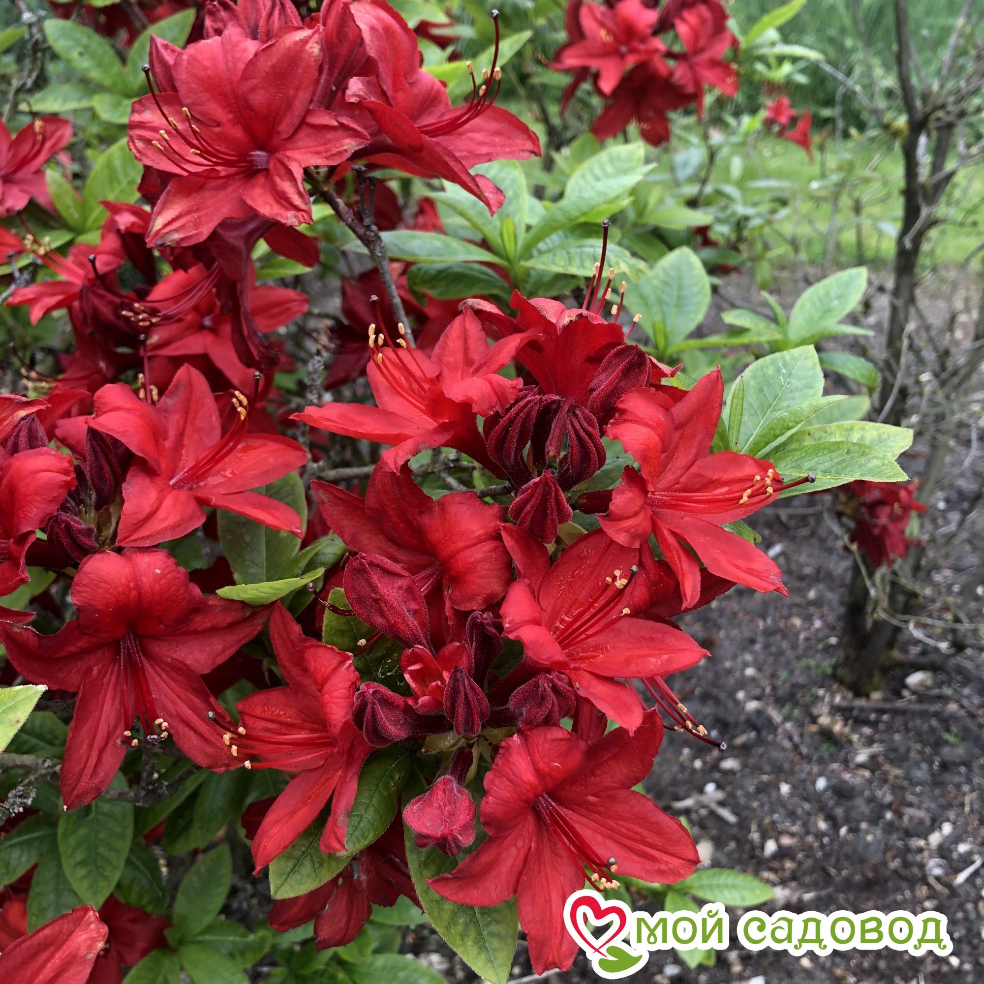 Азалия/Рододендрон листопадный алая