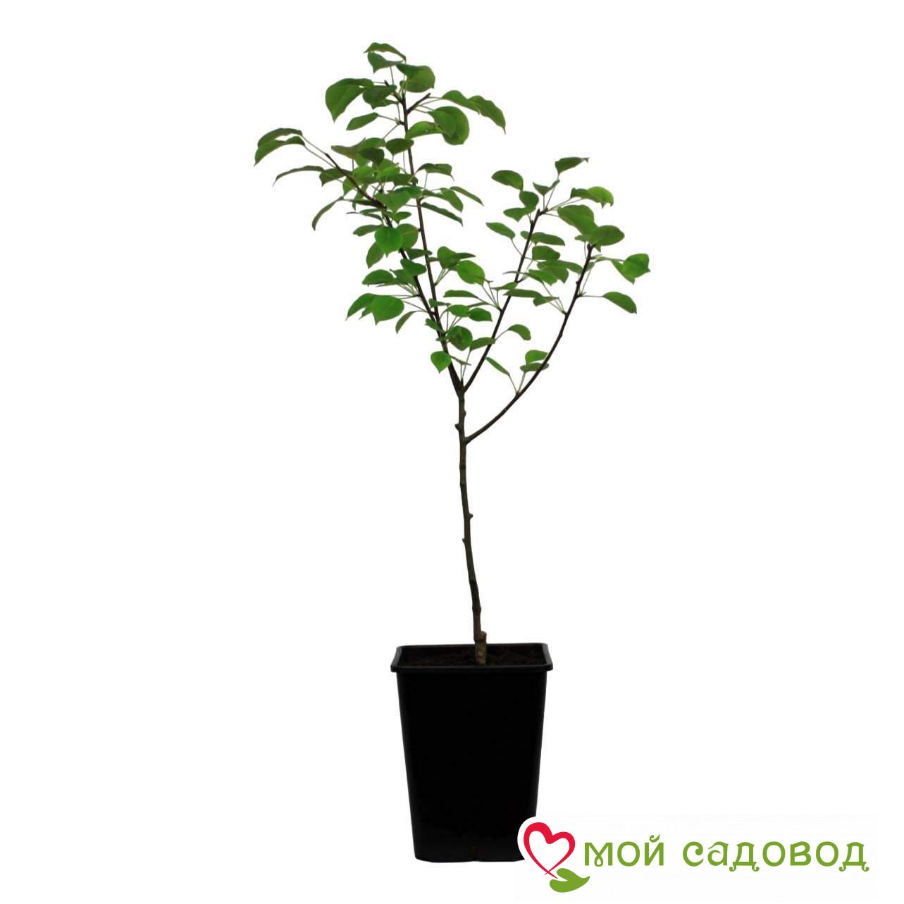 Груша Абхазия